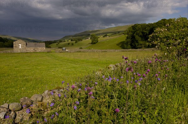 Flowering Melancholy Thistle