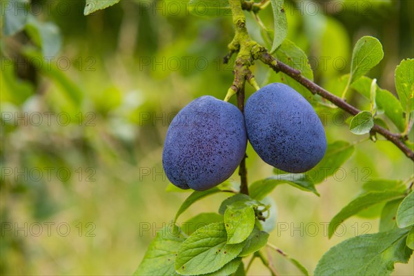 Prunus x domestica