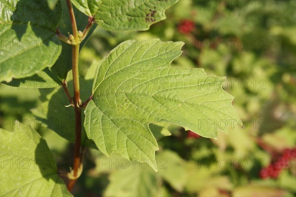 Guelder rose