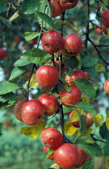 Cultivated Apple Ripening apples