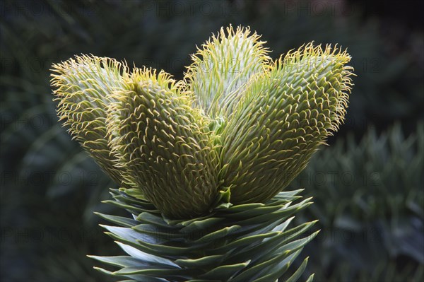 Monkey Puzzle