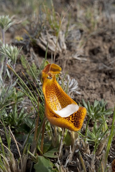 Flowering Sand Lady's Slipper