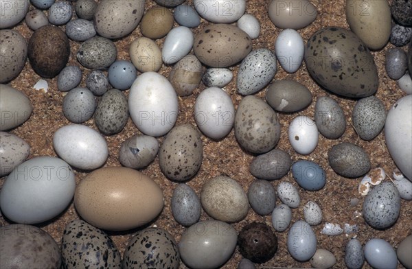 British Birds' Eggs Collection