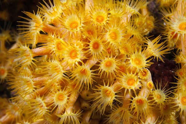 Yellow cluster anemone