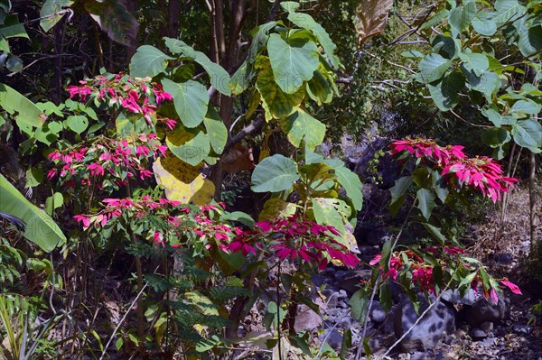 Wild poinsettia