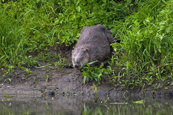 Eurasian beaver