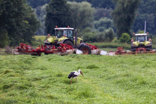 White stork