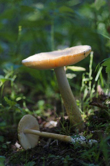 Orange-yellow sheath stripe