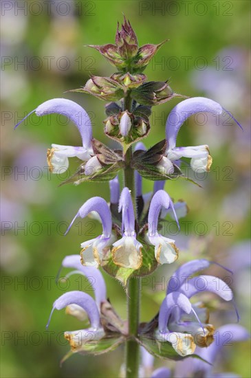 Clary sage