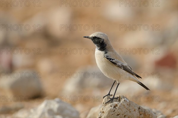 Desert Wheatear