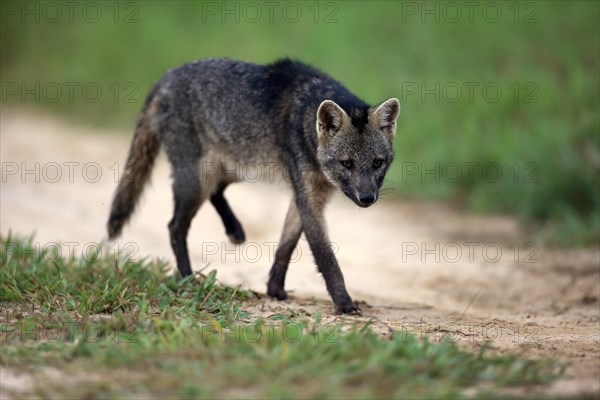 Crab-Eating Fox