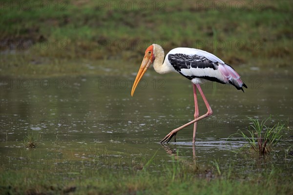 Painted stork