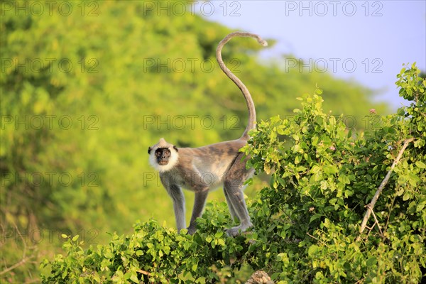 Southern Hanuman langur