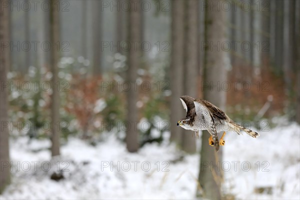 Northern goshawk