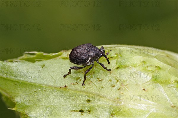 Weevil