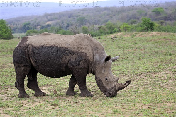 White Rhinoceros