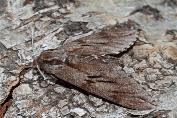 Pine Hawk Moth