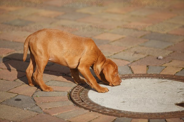 Shorthaired Hungarian Pointing Dog