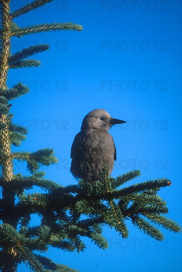 Clark's nutcracker