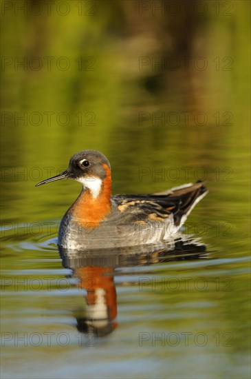 Red-necked Phalarope