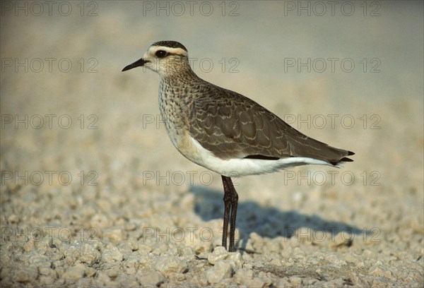 Black-winged Plover