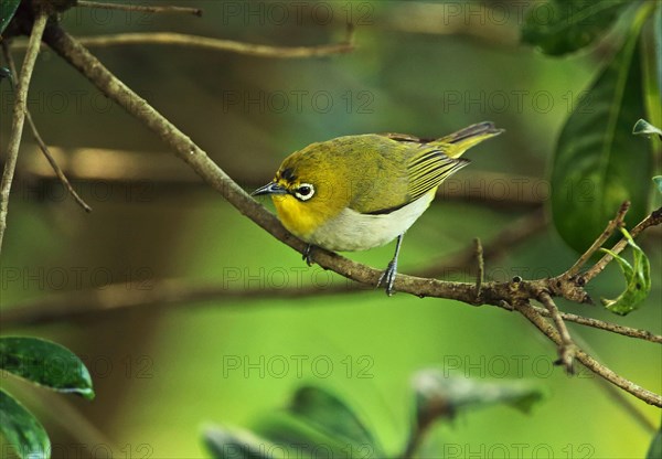 Japanese White-eye