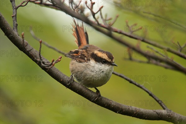 Thorn-tailed Rayadito