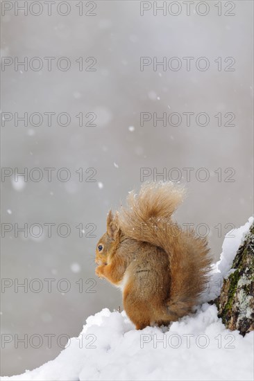 Eurasian red eurasian red squirrel