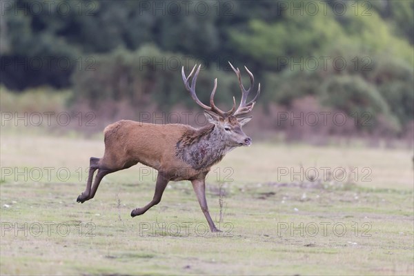 Red Deer