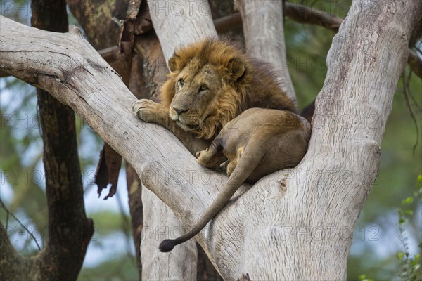 Masai Lion