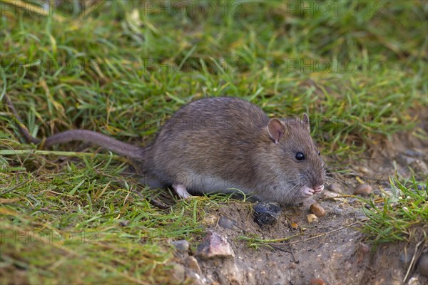 Brown Rat