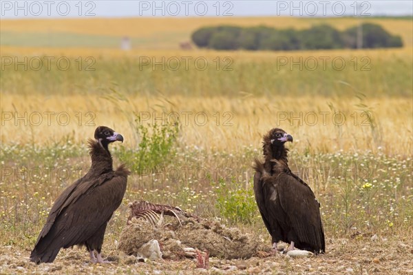 Cinereous vulture