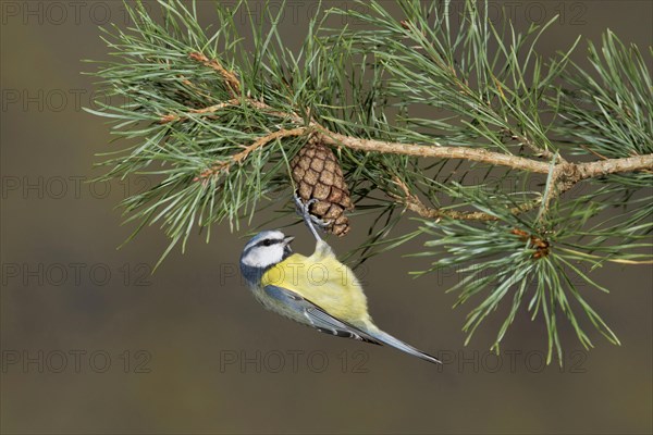 Blue Tit