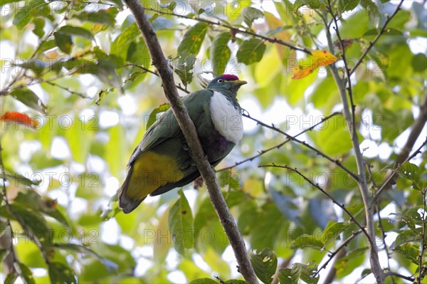 White-bibbed Fruit-dove