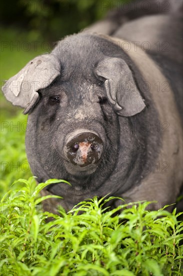 Domestic pig