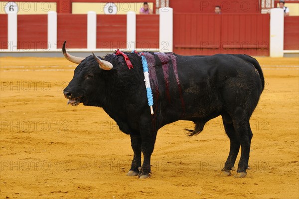 Bullfight