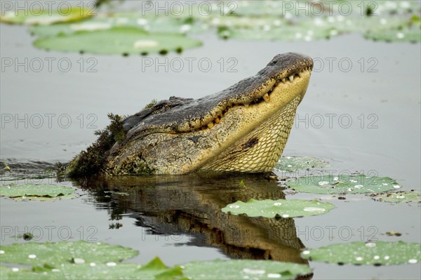 American Alligator