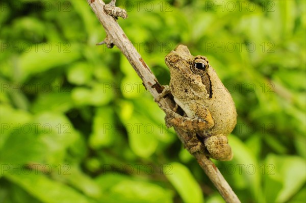 Southern Foam-nest Treefrog