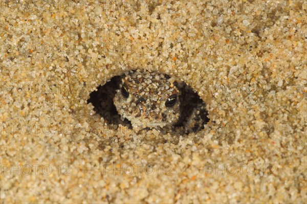 Natterjack Toad