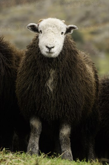 Domestic Sheep