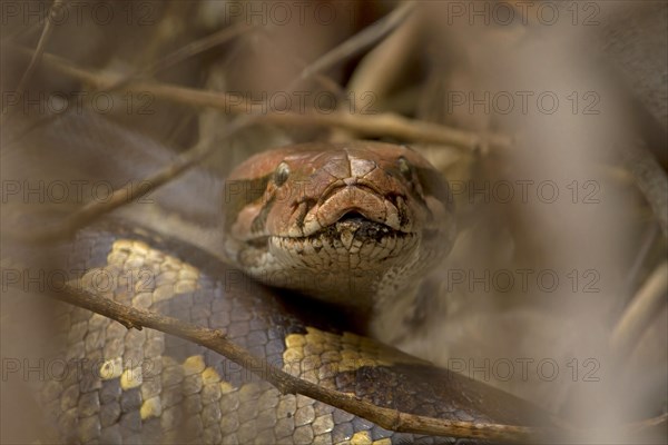 Indian Python