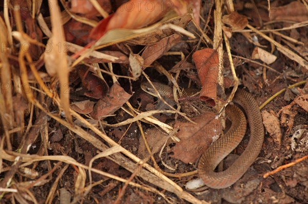 Golden-bellied snake