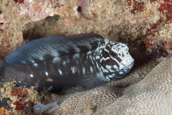 Yellowtail Blenny