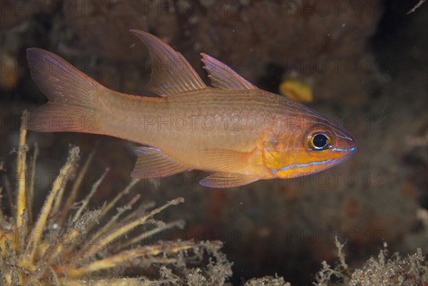 Yellow-lined Cardinalfish