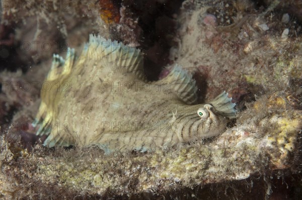 Banded Sole