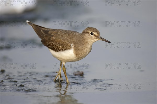 Common Sandpiper