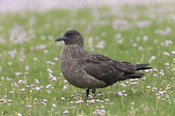 Great skua