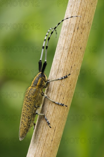 Golden-bloomed Grey Longhorn Beetle