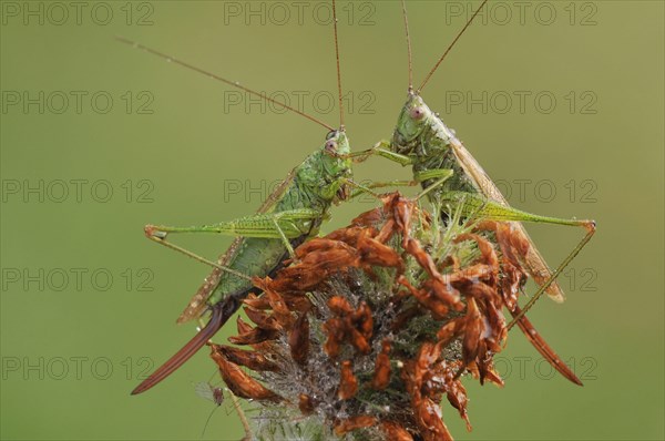 Long-winged Conehead