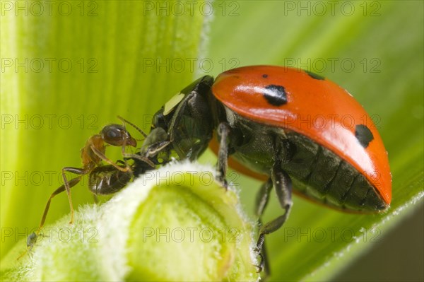 Coccinella 7-punctata